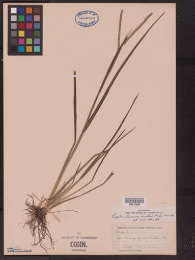 Paspalum laeve