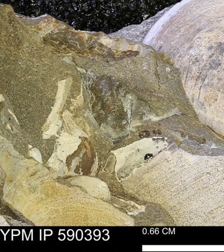 undet. Bivalvia