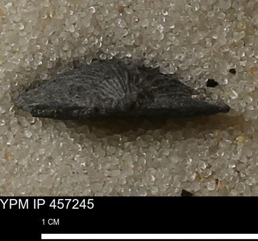 Stropheodonta erratica fissicosta
