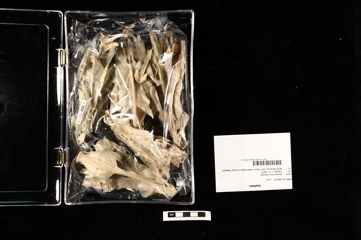 Gadidae