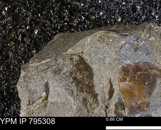 undet. Mollusca