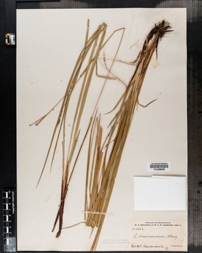 Carex