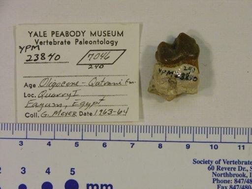Hyracoidea