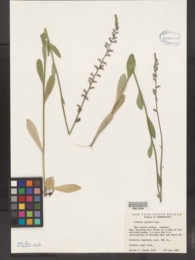 Lobelia spicata