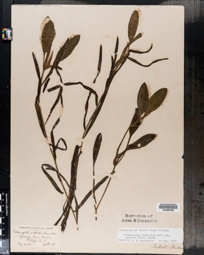 Plantae