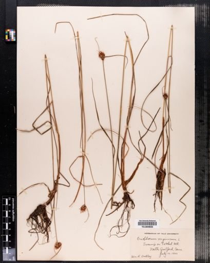 Eriophorum virginicum