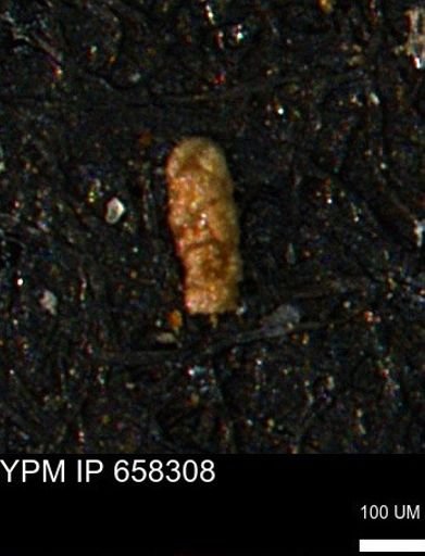 Verneuilinoides kansasensis