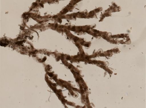 Crisularia harmsworthi