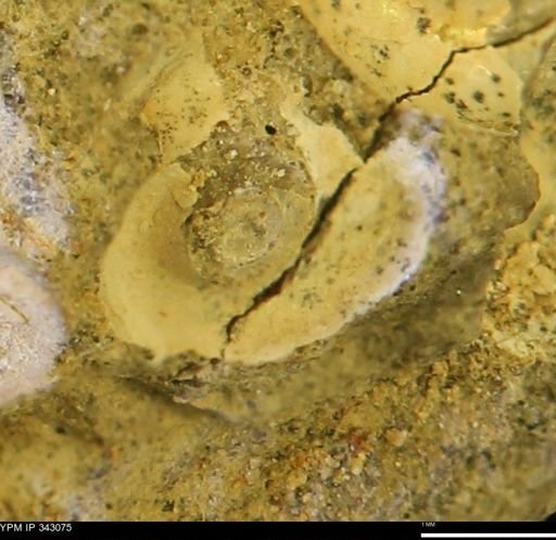 undet. Scaphitidae