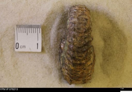 Jeletzkytes nebrascensis