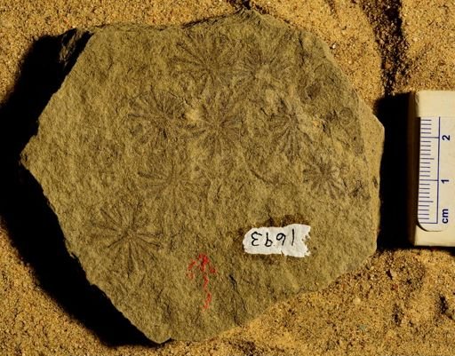 Annularia stellata