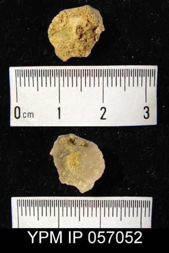Dalmanella perelegans