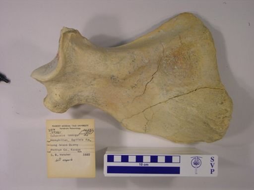 Teleoceras fossiger
