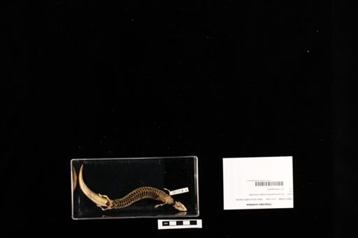 Chalcides ocellatus