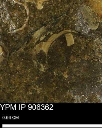 undet. Mollusca