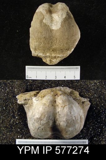 Productus horridus
