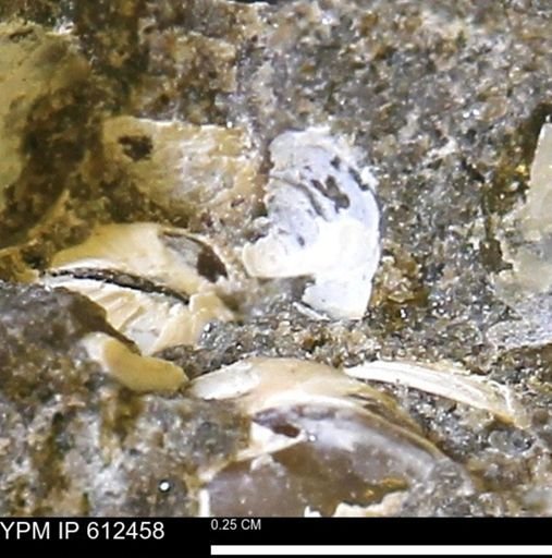 Protocardia subquadrata