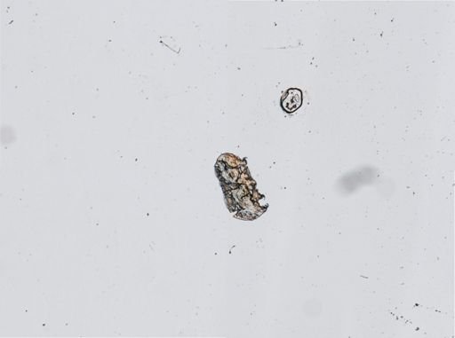 Macrobiotus