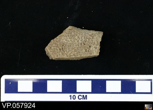 Testudinata