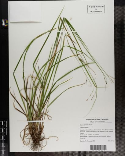 Carex debilis