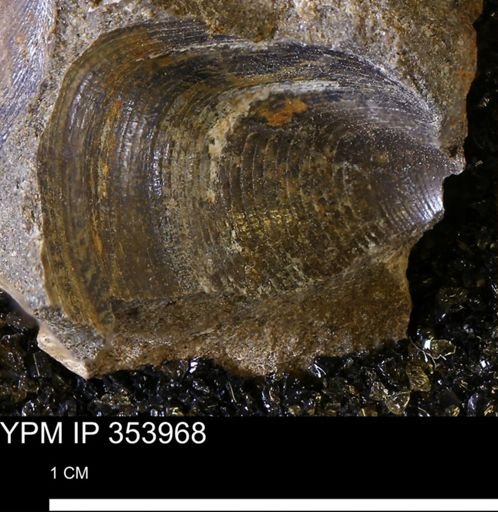 Limopsis striatopunctatus