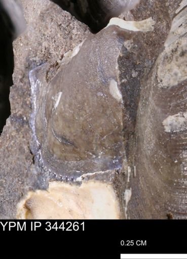 Parallelodon?