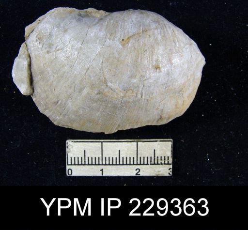 Derbya hooserensis elliptica
