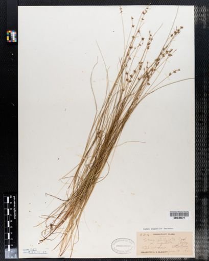 Carex stellulata