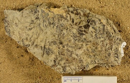 Triphyllopteris rarinervis