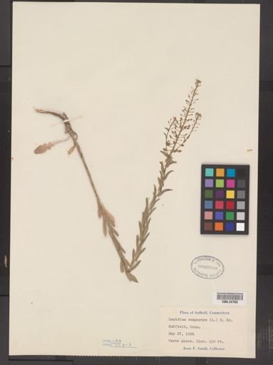 Lepidium campestre