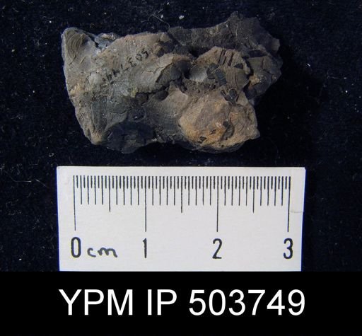 Orbiculoidea missouriensis