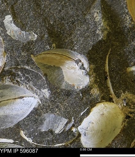 Protocardia?