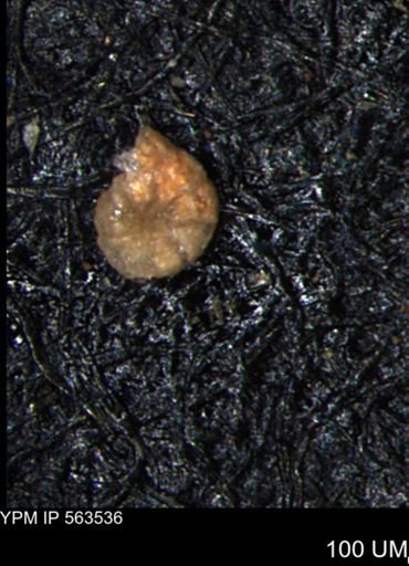 Alveolophragmium linki