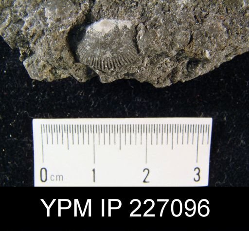 undet. Brachiopoda