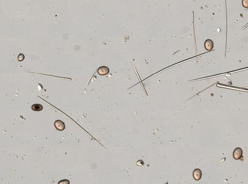 Geodia