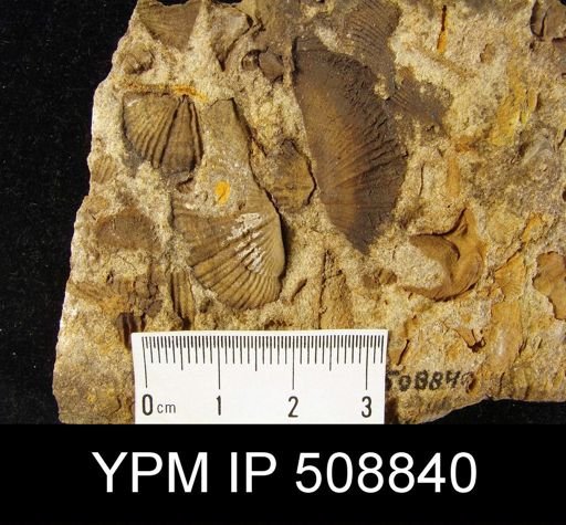 Spirifer allegheniensis