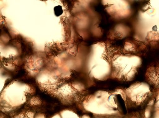 Haliclonidae