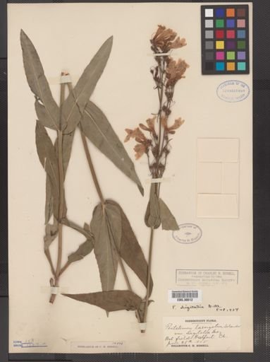 Penstemon digitalis