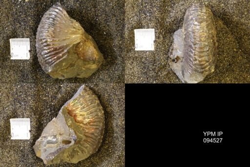 Jeletzkytes nebrascensis