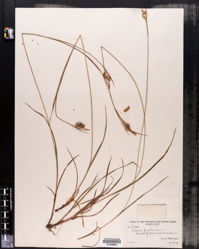 Carex pallescens