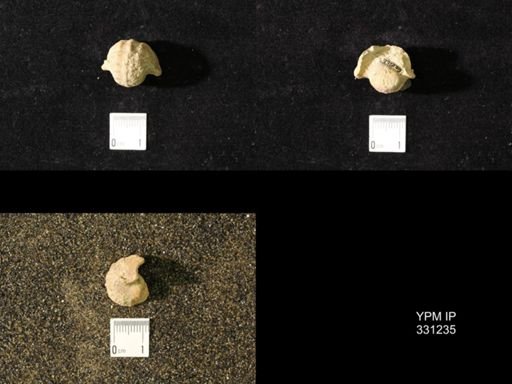 Pharkidonotus percarinatus tricarinatus