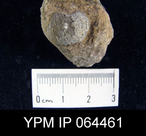 Sieberella roemeri