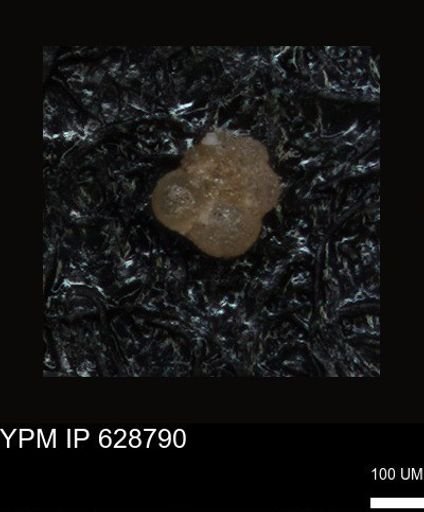undet. Foraminiferida