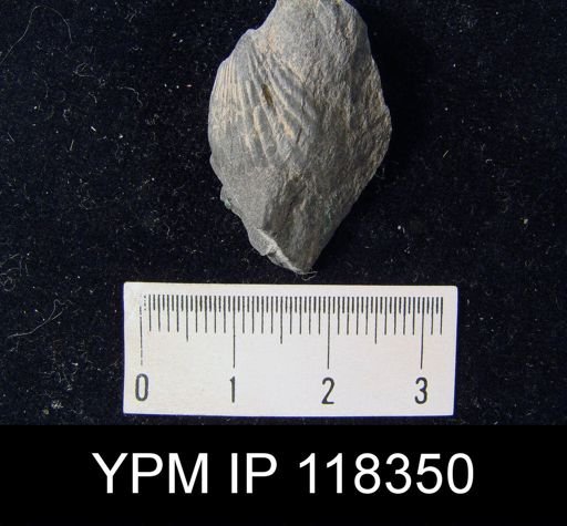 Camarotoechia obtusiplicata
