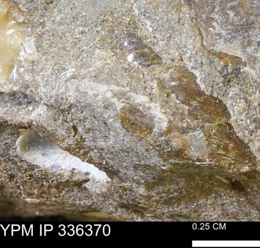 undet. Mollusca