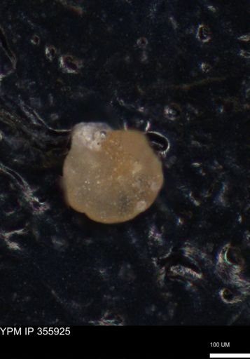 undet. Foraminiferida