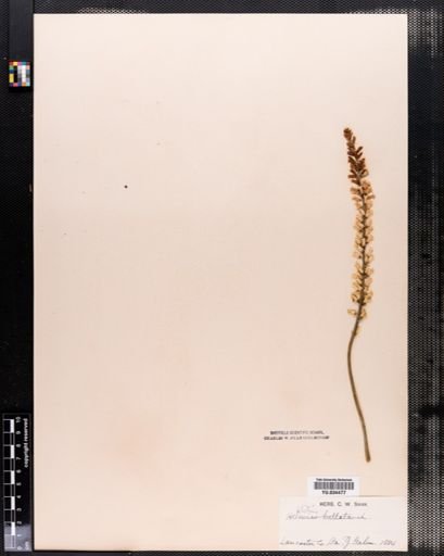 Aletris farinosa