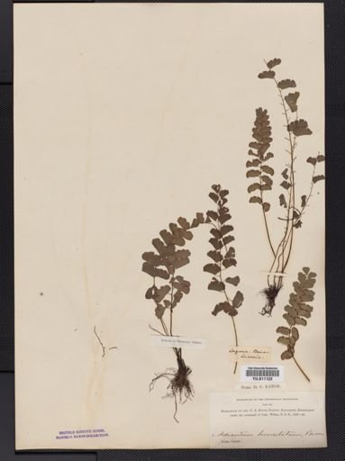 Adiantum