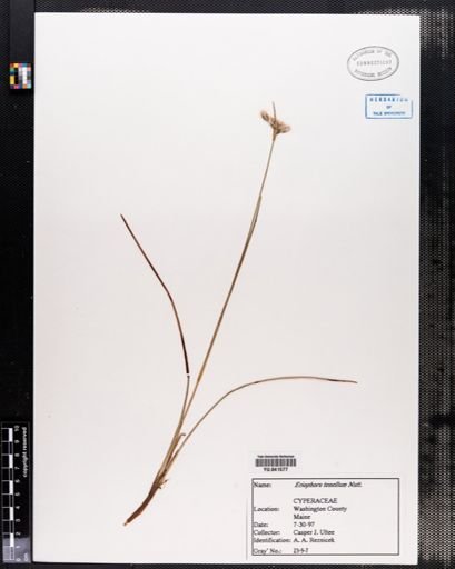 Eriophorum tenellum