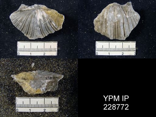 Neospirifer triplicatus